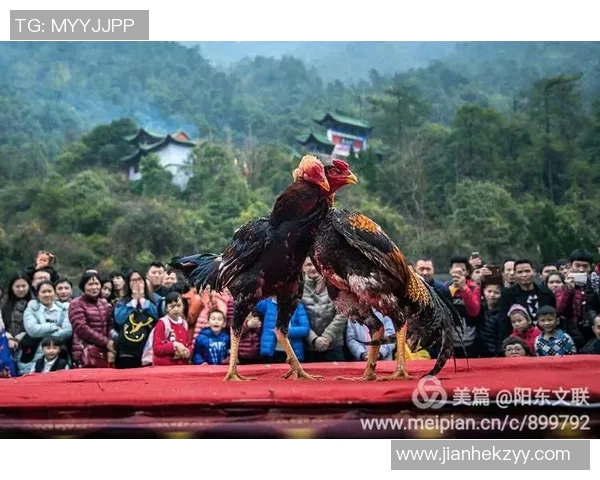 全明星篮球盛宴精彩视频尽在掌握中文字幕助你畅享每一瞬间